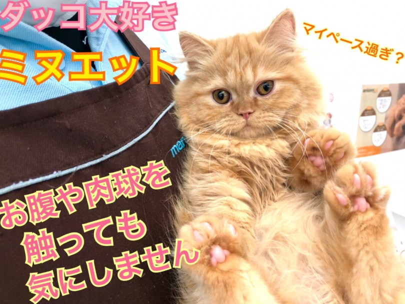 【 ミヌエット 】まるでぬいぐるみ！懐っこすぎる癒し猫
