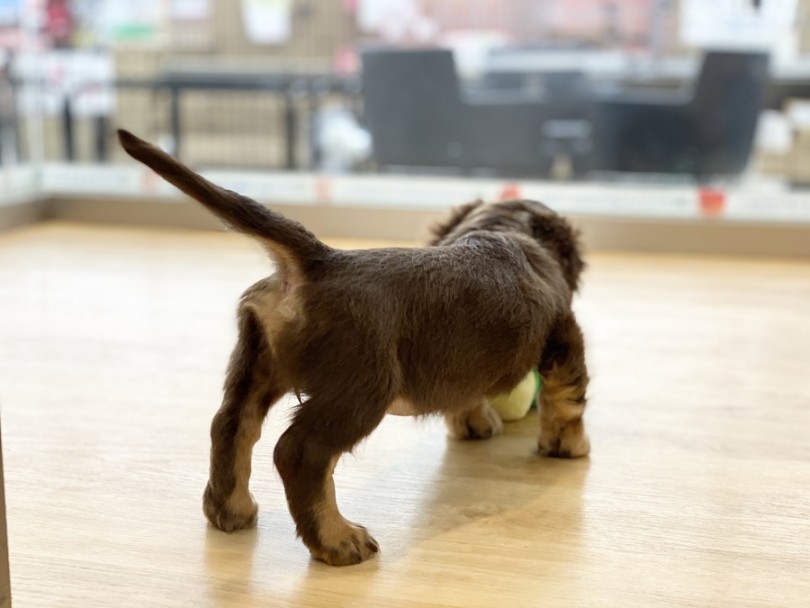 飼いやすさNo.1犬種 | ミニチュア・ダックスフント （311941） - 港北ニュータウン店