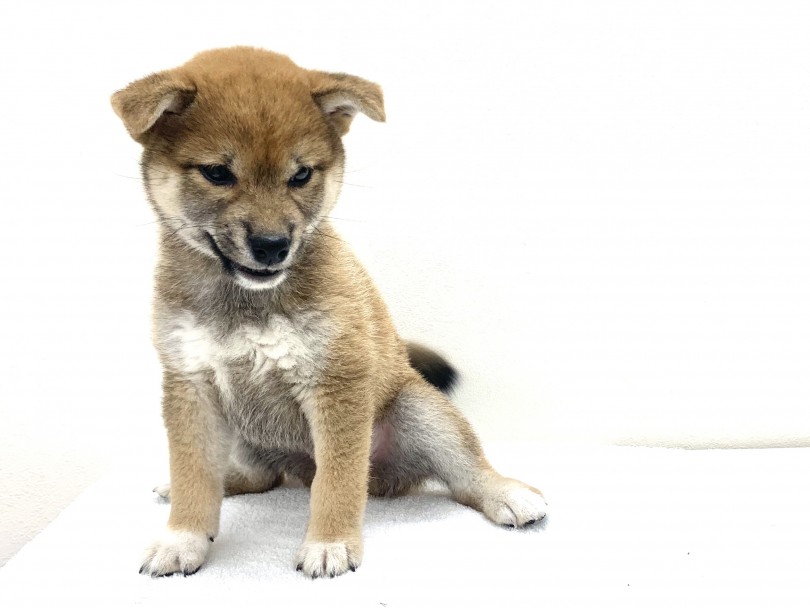 柴ちゃんの笑うポイント① | 柴犬 （130238） - 高井戸店