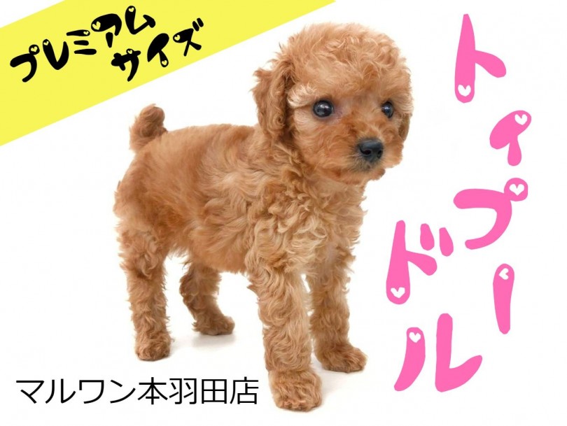 【 トイ・プードル 】小さめプレミアムサイズの穏やかベイビー登場！