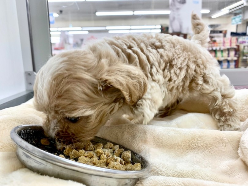 ご飯をお部屋に置いた瞬間、ダイブして食べ始めました（笑） | MIX犬 （814620） - 相模大塚店