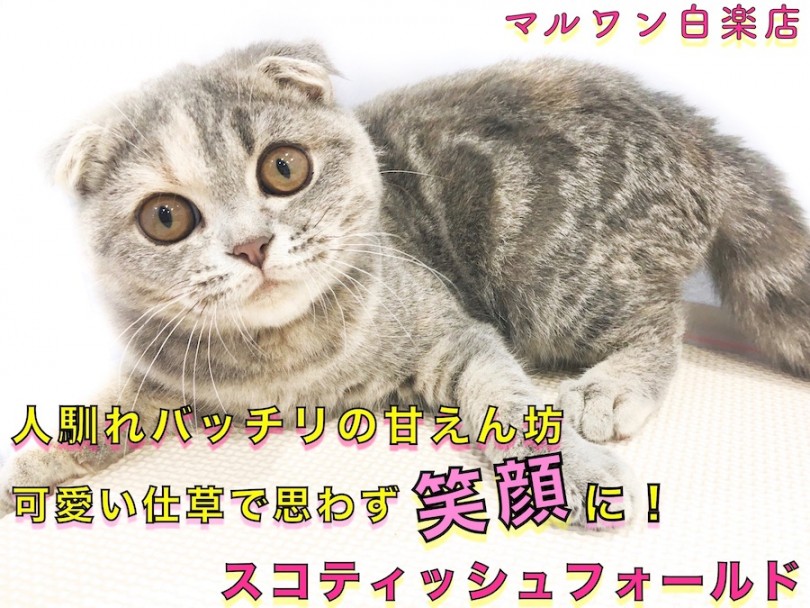【 スコティッシュフォールド 】容姿性格、全てが丸い癒し系！ハグが好きな甘えん坊