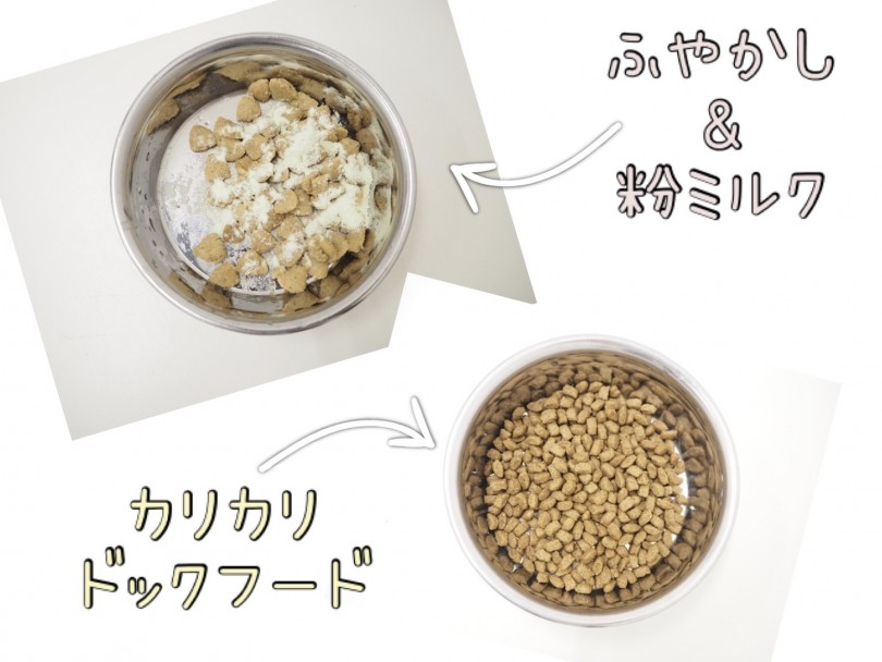 ごはんはカリカリごはんで1日2回 | トイ・プードル （150089） - 東川口店