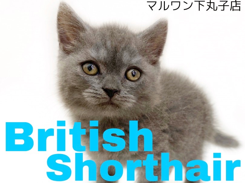 【 ブリティッシュショートヘア 】温和な性格の丸顔にゃんこがやって来た！