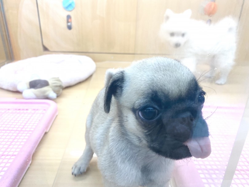 常に甘えんぼですがアピール方法は日替わりです(笑) | パグ （118464） - 城山店