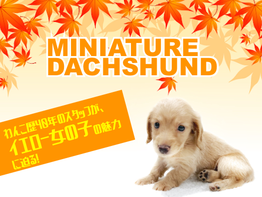 【 ミニチュアダックスフント 】犬生活40年以上のスタッフのファーストインプレ！