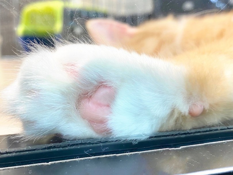 万全なフルサポートでラガマフィンちゃんとのペットライフを始めてみませんか？ | ラガマフィン （120252） - 今宿店