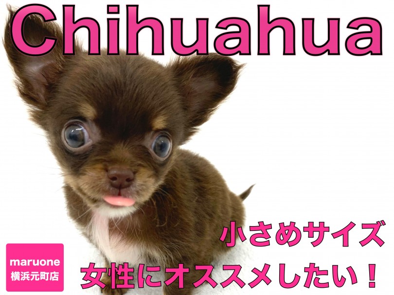 【 チワワ 】生後2ヶ月で480g！女性にオススメしたい小さめサイズ！