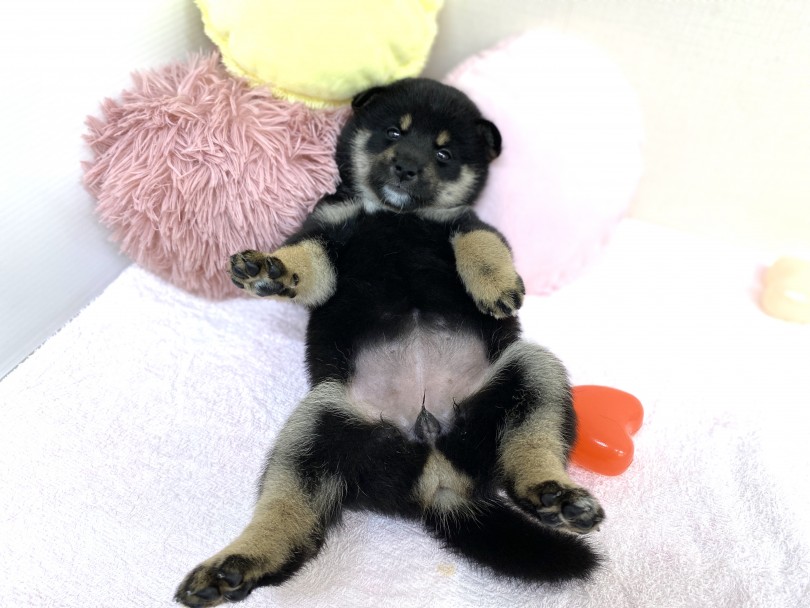 ひとつひとつの動き・仕草にキュンキュンが止まらない！ | 柴犬 （6130961） - 大倉山店