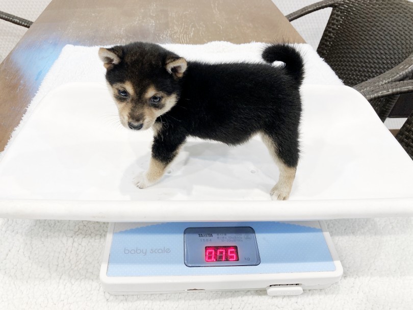 生後54日で体重「750g」！両親も小さい！ | 豆柴 （11772） - 横浜 白楽店