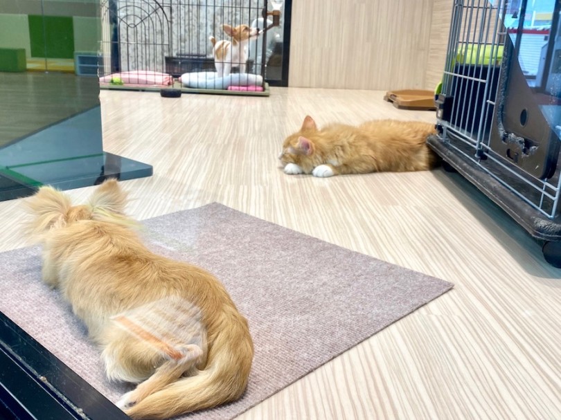 今宿店のまとめ役！多頭飼いに最もオススメなおっとりニャンコ♡ | ラガマフィン （120252） - 今宿店
