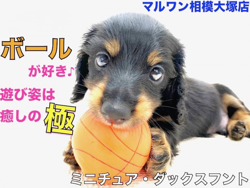 【 ミニチュア・ダックスフント 】小さめの手乗りサイズ♪ボール遊びは一級品！