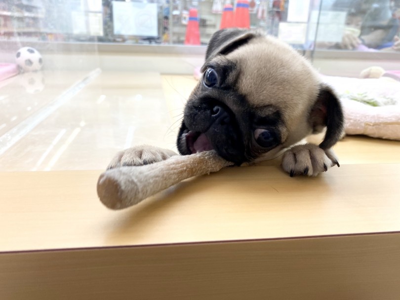 噛んでいいのはおもちゃだけ | パグ （118464） - 城山店