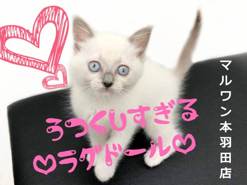 【 ラグドール 】ブルーの瞳が魅惑的！美しすぎるラグドールここに参上です！！