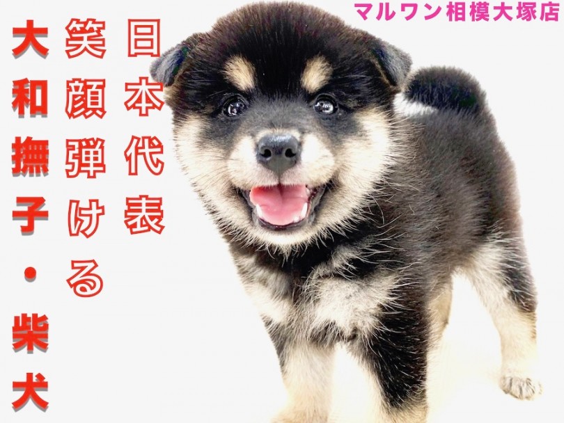 【 柴犬 】100点満点の笑顔で癒します！クマ系黒柴との生活の魅力をお届け！