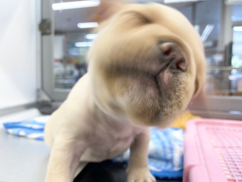 下丸子店に来店して、フレブルくんと触れ合ってみてくださいね | フレンチブルドッグ （116479） - 下丸子店