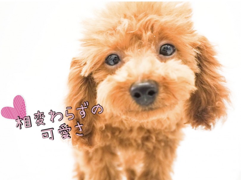 お顔のドアップは相変らず可愛いまんまですよ♡ | トイ・プードル （150089） - 東川口店