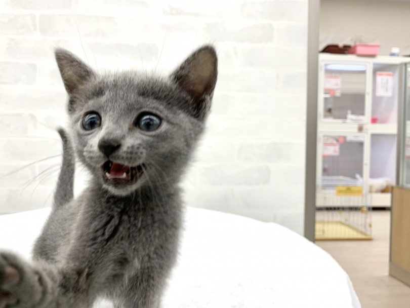 人懐っこくておとなしい。 それに加えて飼いやすい | ロシアンブルー （014329） - 東日暮里店
