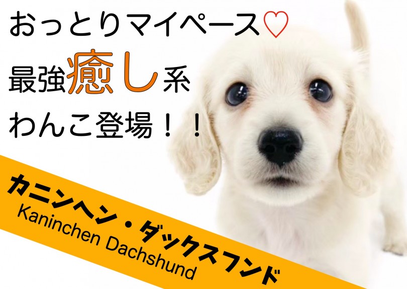 【 カニンヘンダックスフント 】おっとり系のマイペース！最強癒し系短足わんこ！