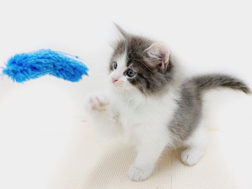 猫パンチの強打！とはいかずタッチをするくらいの力でしたが初じゃらしです（笑） | ノルウェージャンフォレストキャット （814624） - 相模大塚店