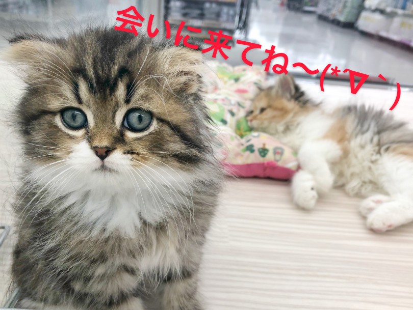 会いに来てね | スコティッシュフォールド （512684） - 本羽田店