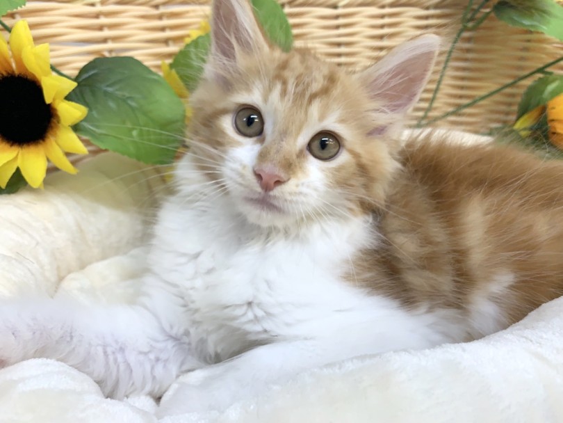 世界一大きな猫種 | メインクーン （6130954） - 大倉山店