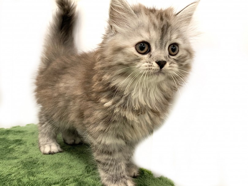 お兄ちゃんと同様に立派な長毛が魅力的な妹スコちゃん♪ | スコティッシュフォールド （150107） - 東川口店