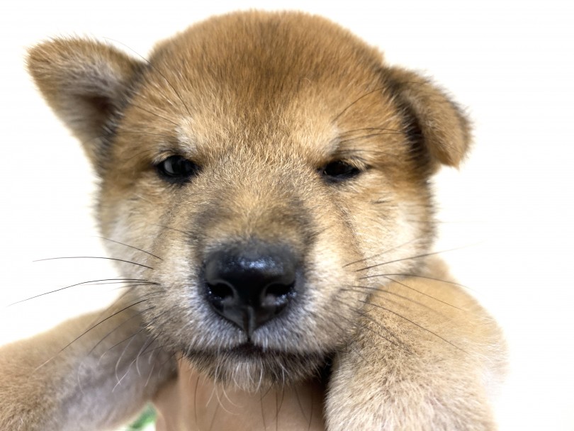 目開いてる・・・？ムギューむっちりフェイス♡ | 柴犬 （6130952） - 大倉山店