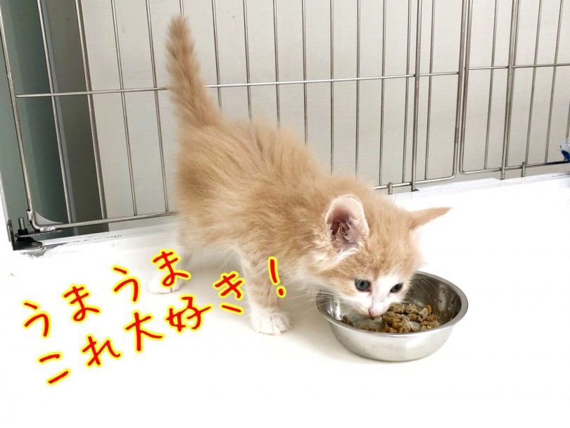 ゴハンの時間です♪ | ノルウェージャンフォレストキャット （512683） - 本羽田店