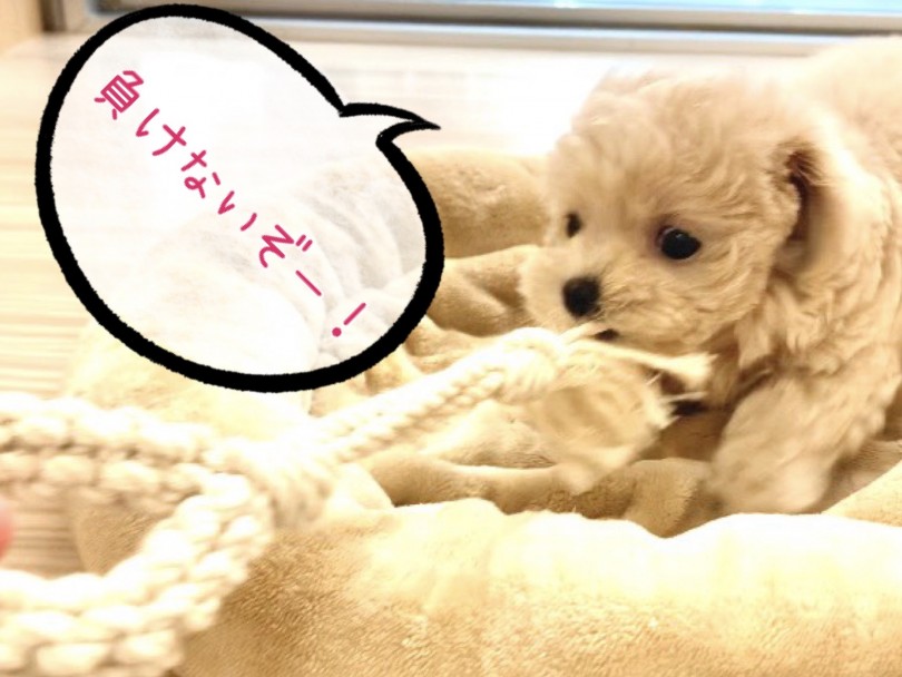 おもちゃで引っ張り合いっこして遊んでいます | MIX マルプー （150117） - 東川口店