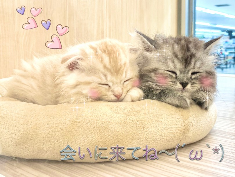 おまけ写真 ねむるときも一緒だよ！ | スコティッシュフォールド （150106） - 東川口店