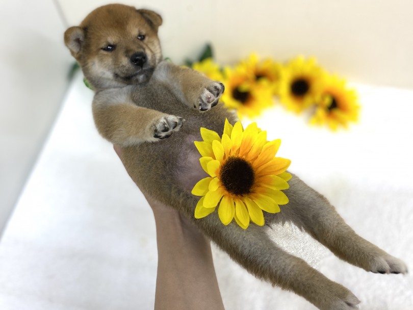 ひまわりとのコラボ撮影では大盛り上がり | 柴犬 （6130952） - 大倉山店