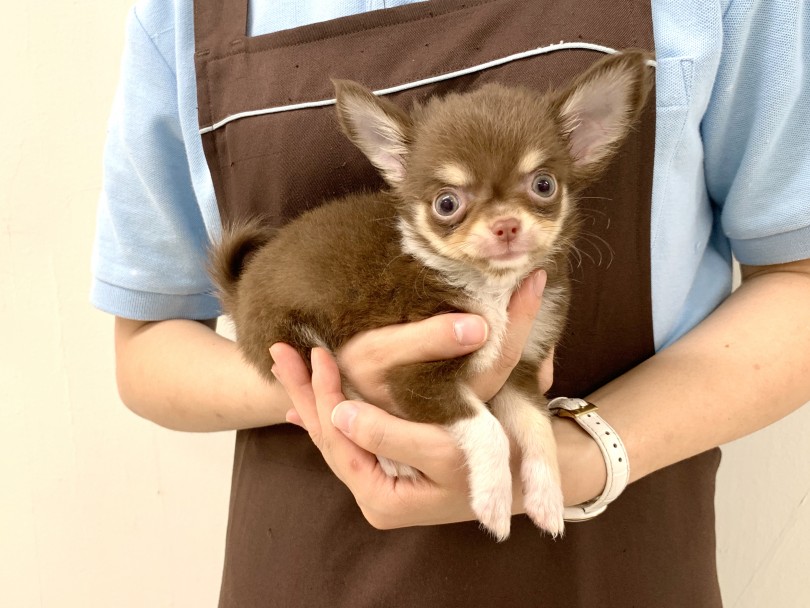 マルワンクオリティの小さめサイズ | チワワ （150118） - 東川口店