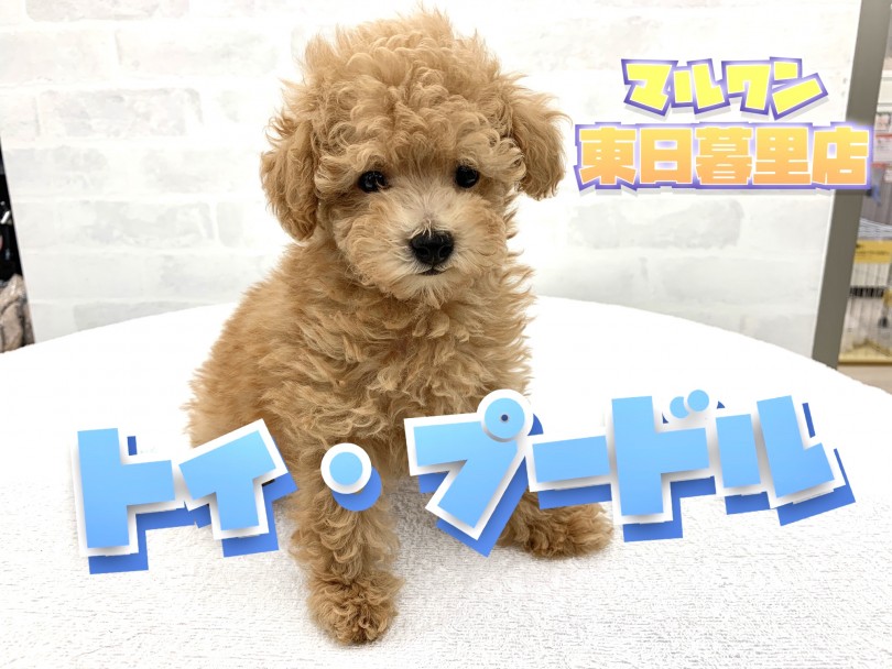 【 トイ・プードル 】スクエアボディ！カット映え抜群な人気NO.1わんこ！