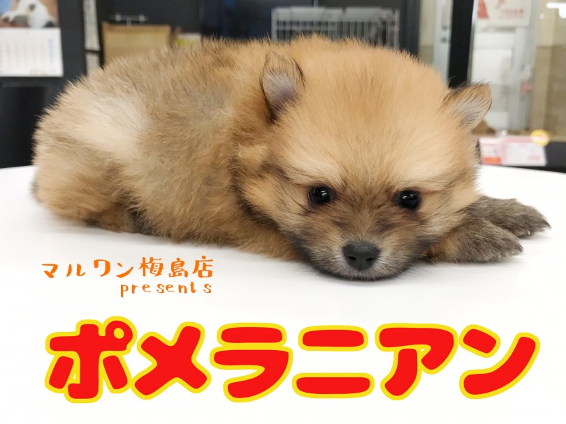 【 ポメラニアン 】生後54日で540g！！子供に人気のタヌキポメ！