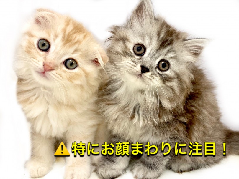 二匹の柄模様はほぼ完全に合致 | スコティッシュフォールド （150107） - 東川口店