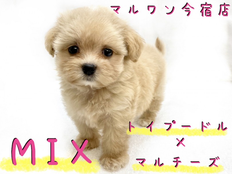 【 マルプー 】甘えん坊のドールわんこ！最強MIXちゃんの最速レビュー！