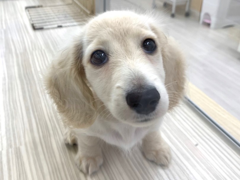 遊んでほしい時は、上目遣いでスタッフにアピール | カニンヘン・ダックスフント （713721） - 鶴見店