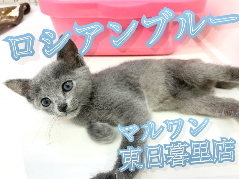 【 ロシアンブルー 】見た目は子猫で中身は子犬？！な美人にゃんこ♪