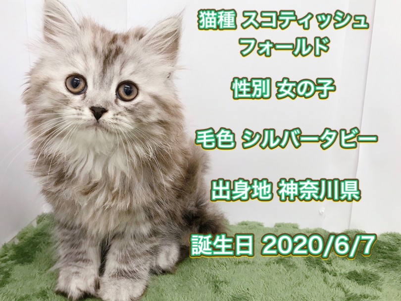 妹スコのパーソナルデータ | スコティッシュフォールド （150107） - 東川口店
