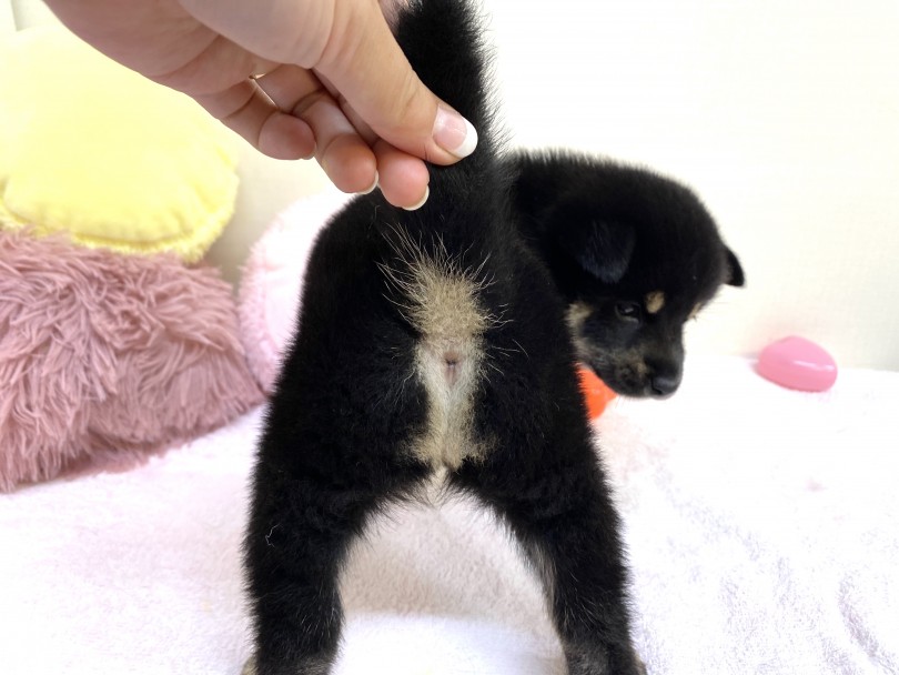 お尻丸出しだけど気にしない！！ | 柴犬 （6130961） - 大倉山店