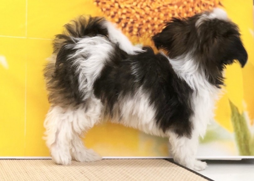 成犬時には3kg前後と予測 | MIX （311943） - 港北ニュータウン店
