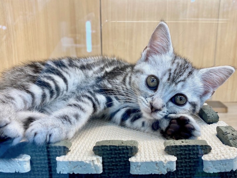 今宿店の美猫ちゃんに会いに来てください！ | アメリカンショートヘア （120296） - 今宿店