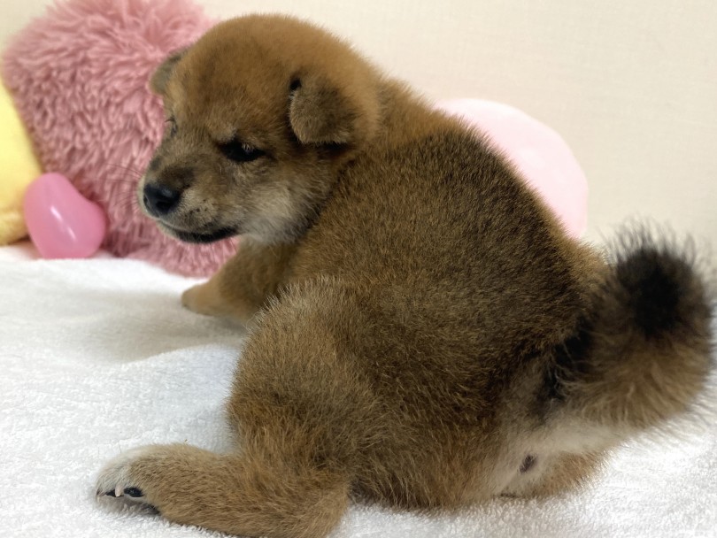 見返り美人ならぬ「見返り柴」 | 柴犬 （6130952） - 大倉山店