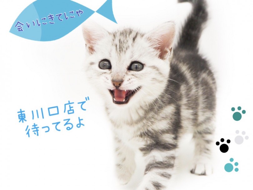 実際に見て、抱っこしてみてください！ | アメリカンショートヘア （150122） - 東川口店