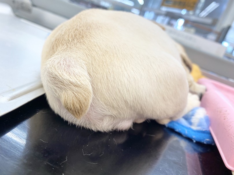 魅力たっぷりのおしり | フレンチブルドッグ （116479） - 下丸子店