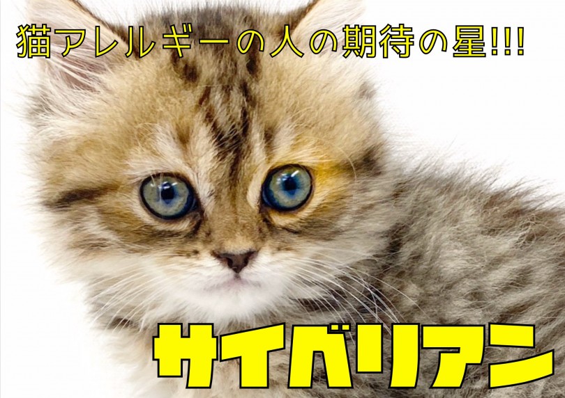 【 サイベリアン 】トリプルコートの被毛がゴージャスなふわふわロシアンキャット♡