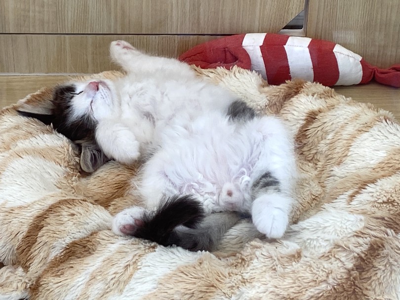 他の猫に比べて猫アレルギーを起こしにくい猫 | サイべリアン  （6130943） - 大倉山店
