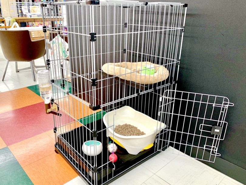 スコ兄妹をお迎えするために必要なものは？ | スコティッシュフォールド （150107） - 東川口店