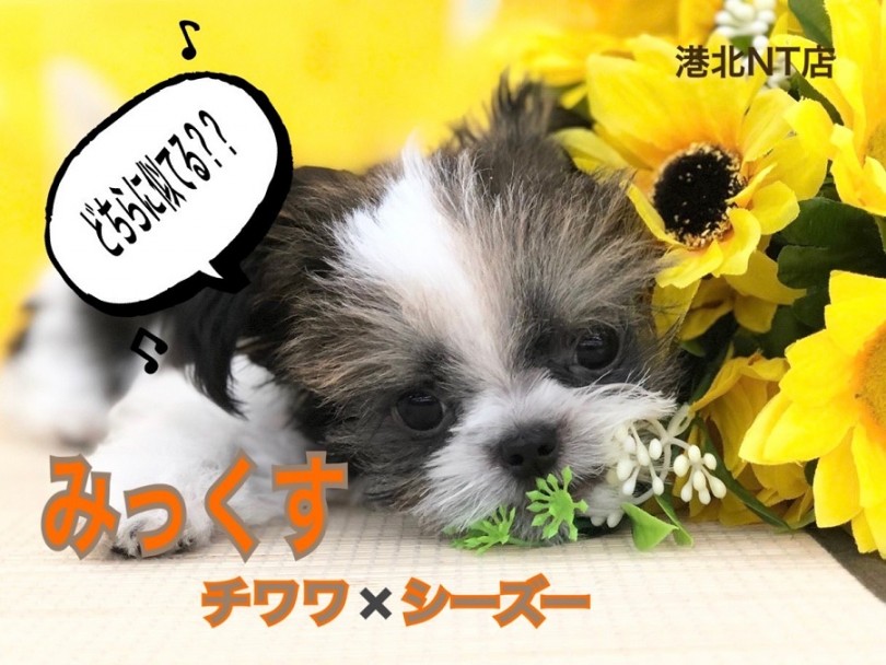 【 MIX 】NT店初登場！珍しいチワワ×シーズーの可愛すぎるミックスくん！